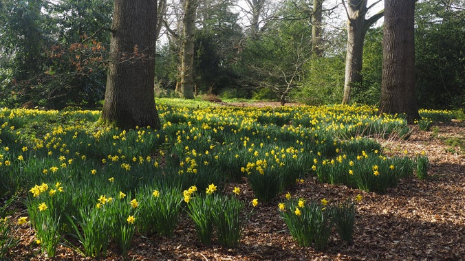 a carpet of yellow daffodils under trees